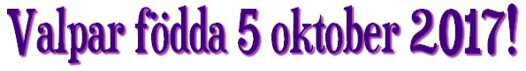 valparfodda17