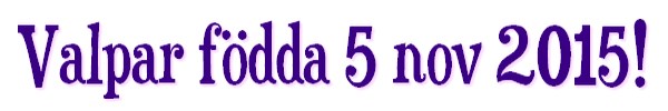 valparfoddaas