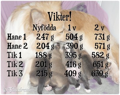 vikter_2v_ vikter_2v_